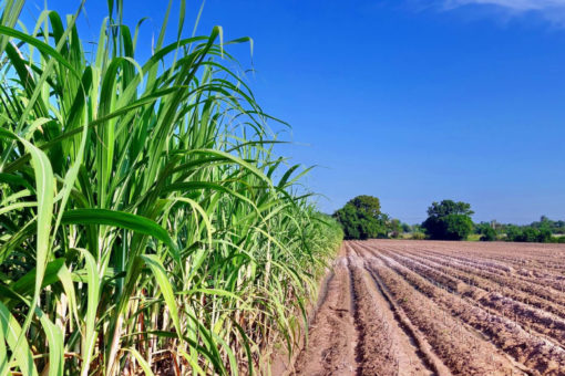 Plantio e colheita de cana de açúcar para o Plano Integrado