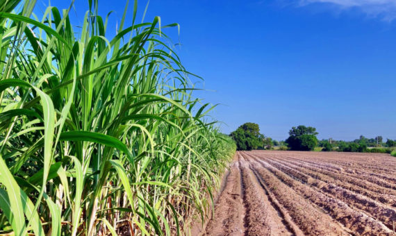Plantio e colheita de cana de açúcar para o Plano Integrado