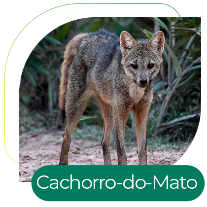 Cachorro-do-Mato (Cerdocyon thous)