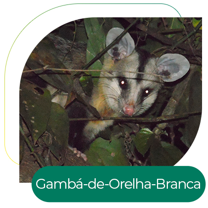 Gambá-de-Orelha-Branca (Didelphis albiventris)