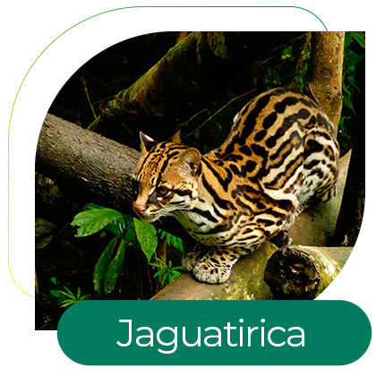 Jaguatirica (Leopardus pardalis)