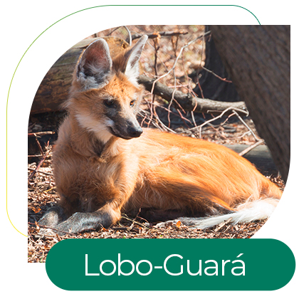 Lobo-Guará (Chrysocyon brachyurus)