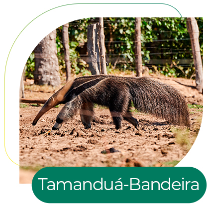 Tamanduá-Bandeira (Myrmecophaga tridactyla)