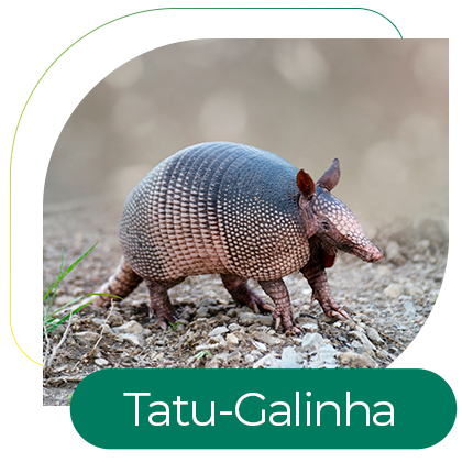 Tatu-Galinha (Dasypus novemcinctus)