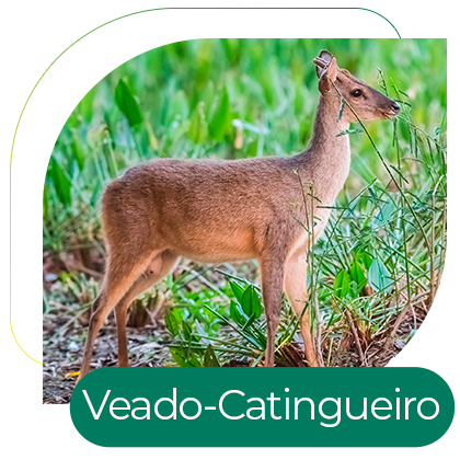 Veado-Catingueiro (Mazama gouazoubira)