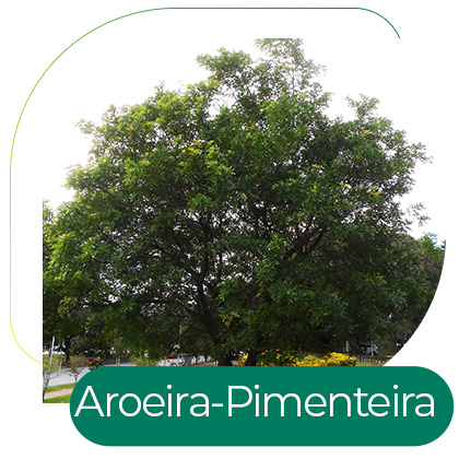 Aroeira-Pimenteira (Schinus terebinthifolius Raddi)