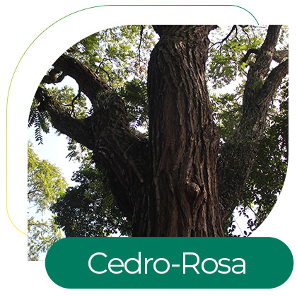 Cedro-Rosa (Cedrela fissilis)