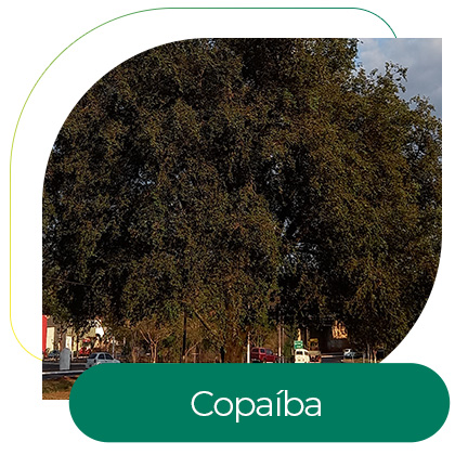 Copaíba (Copaifera langsdorffii Desf)