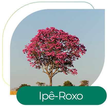 Ipê-Roxo (Handroanthus impetiginosus)