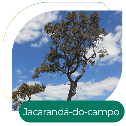 Jacarandá-do-Campo (Dalbergia miscolobium Benth)