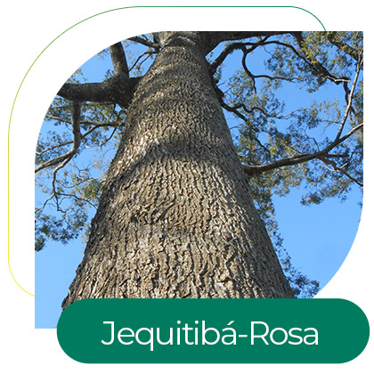Jequitibá-Rosa (Cariniana legalis)