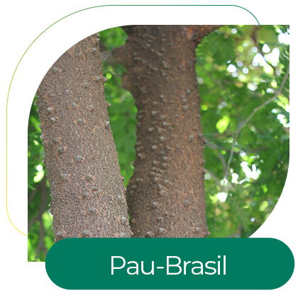 Pau-Brasil (Caesalpinia echinata Lam)