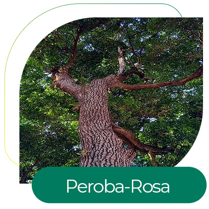 Peroba-Rosa (Aspidosperma polyneuron)