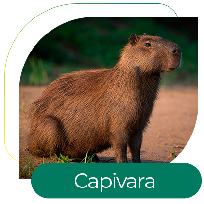 Capivara (Hydrochoerus hydrochaeris)