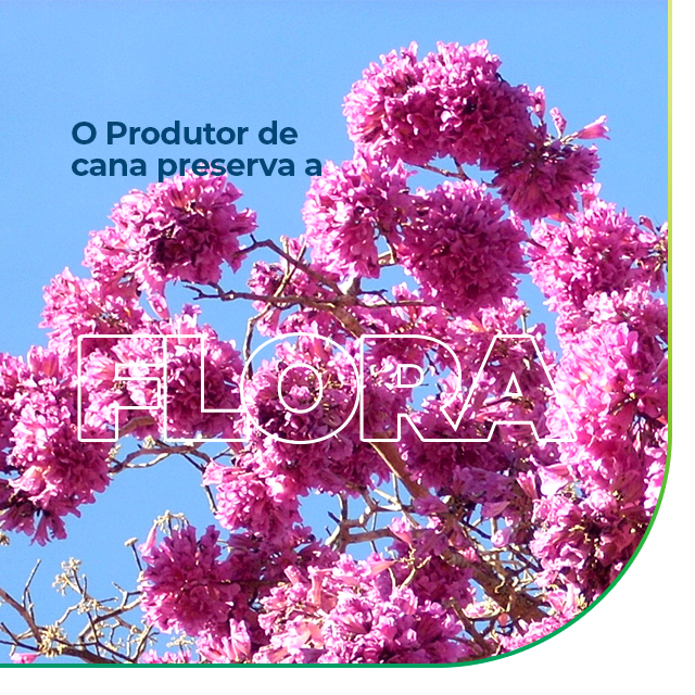 Conheça nossa flora!