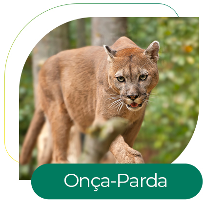 Onça-Parda (Puma concolor)