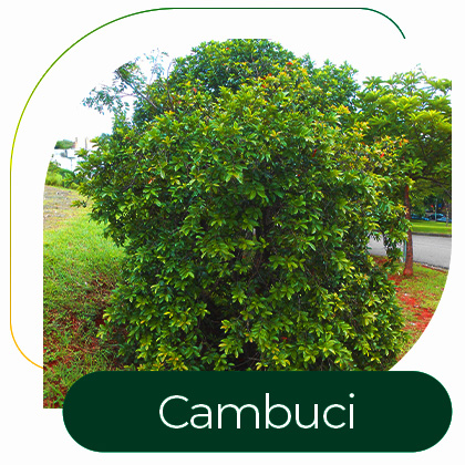 Cambuci (Campomanesia phaea)