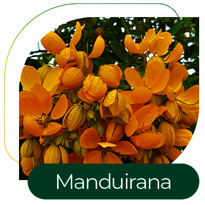 Manduirana, Fedegoso (Senna macranthera)