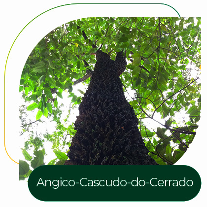 Angico-Cascudo-do-Cerrado (Anadenanthera peregrina (L.) Speg)