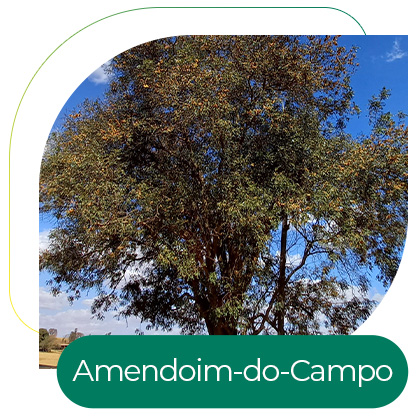 Amendoim-do-Campo (Platypodium elegans Vogel)