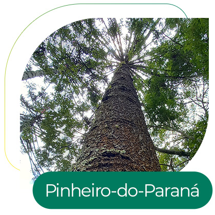 Araucária, Pinheiro-Do-Paraná (Araucaria angustifolia)