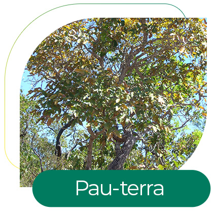 Pau-terra (Qualea grandiflora)