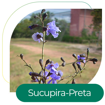 Sucupira-Preta (Bowdichia virgilioides)